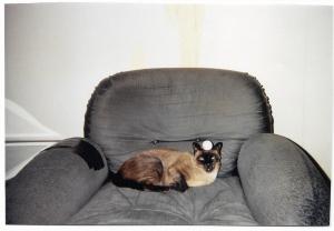 PALLINO